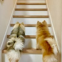 小型犬二匹の後ろ姿