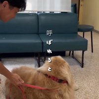 人に背中を向ける犬