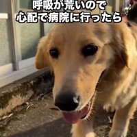 呼吸が荒いちあちゃん1