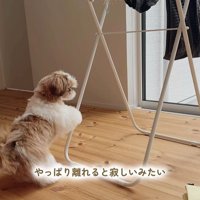 おもちゃを干した時のちゃぽちゃん8