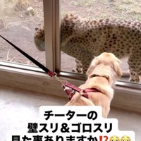 壁スリするチーター1