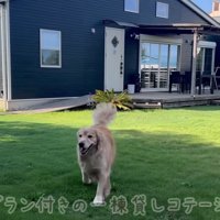 ドッグラン付きの1棟貸しコテージ