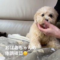 おばあちゃんの体調チェックするワンコ