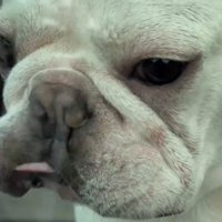 口元を舐める犬