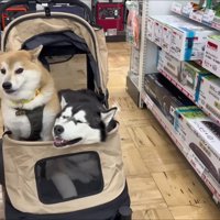 買い物を楽しんだ