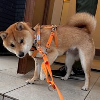 「道濡れてるからイヤ…」