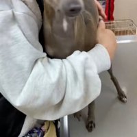 注射を頑張ったティナちゃん