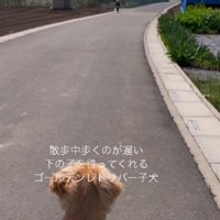 大型犬との散歩で…