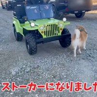 ミニカーの側を歩き回る柴犬