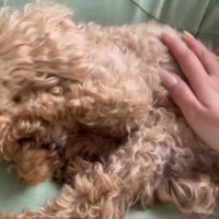 顔をゴシゴシするハグちゃん