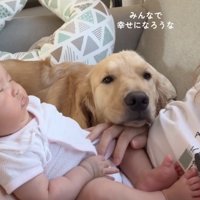 人の手にあごを預ける犬
