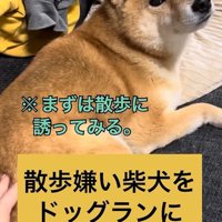 お散歩に誘ったら…