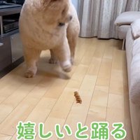 堅いおやつをもらうと…