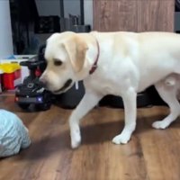 ついていく