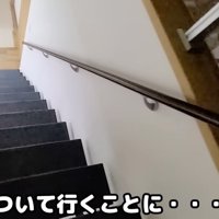 階段を降りていく猫と飼い主