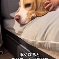 横目で確認するいさきくん