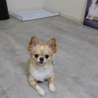 フォトパネルを飾った時のみるくちゃん⑩