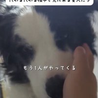 飼い主の近くにやってきたマール模様の犬