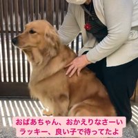 退院したおばあちゃんを出迎える大型犬