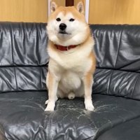 ソファにじっと座る犬