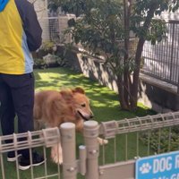 そら君とブリーダーさんの再会9