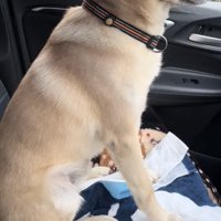 助手席で背筋を伸ばす犬