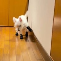 バタバタと近づいてくる