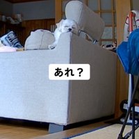 ソファの背もたれで眠る犬