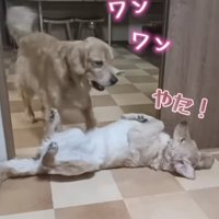 絶対に動かないという強い意志