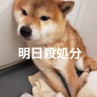 怯える柴犬