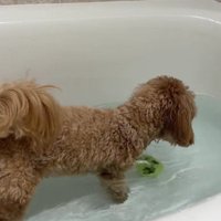 どうやって取ればいいのか分からない