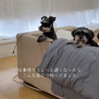 ソファ越しに見つめる2匹の犬