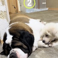 寝そべる大型犬にじゃれつく子犬