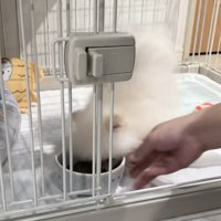 逆立ちし始めるすいちゃん