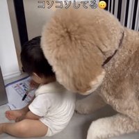 男の子に顔を寄せる犬