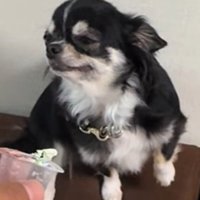 オレオちゃん＆マツちゃんの反応2