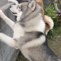 塀に集まる3頭の犬