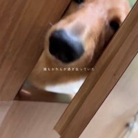 隙間から外を見つめる犬