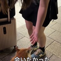 お姉ちゃんに甘える小型犬