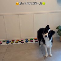 飼い主さんを呼び続けるサンゴくん7