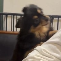 人の腕にしがみつく犬