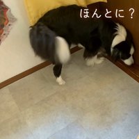 「本当に行っちゃったの？」とドアの前へ