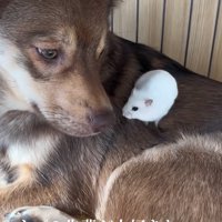ハムスターを背に乗せた保護犬