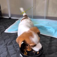 鳴き始める茶太郎くん