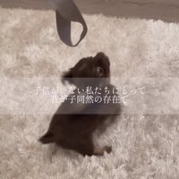 ラグの上でリードにじゃれる犬