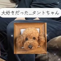 箱の中にはタントちゃんがいました