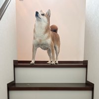 凛々しい