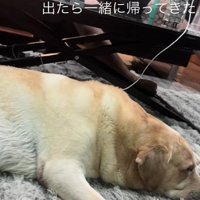 一緒に帰ってきたレイスくん