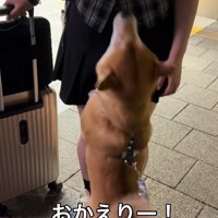 お姉ちゃんに飛びつく小型犬