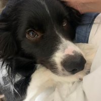 ペットホテルに居候していたワンコ5